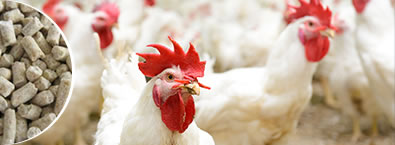 خط إنتاج أعلاف الحيوانات