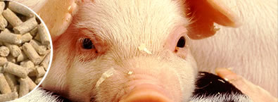 خط إنتاج أعلاف الحيوانات